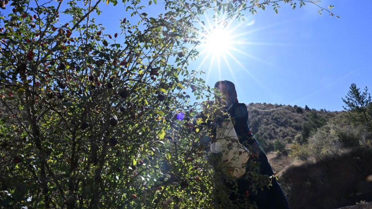 dikenli gul icin zorlu yolculuk basladi 2 gun suruyor IqQxMSAp