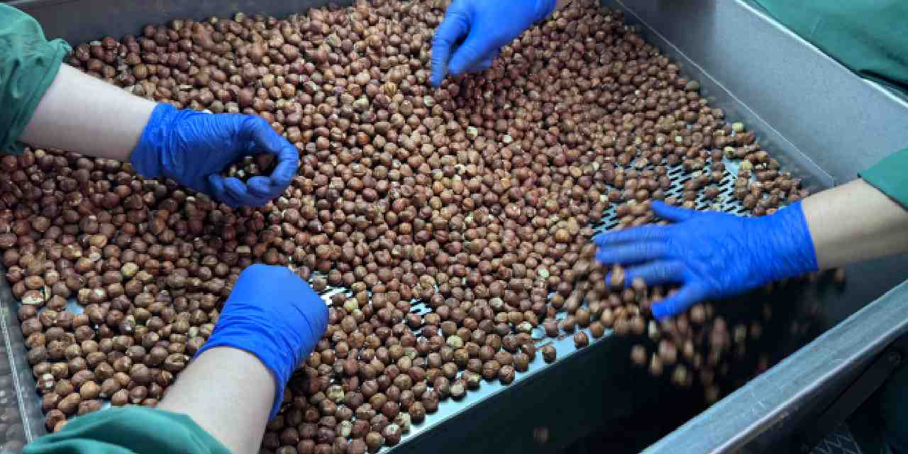 findik 124 ulkede alici buldu B1YRGFdN