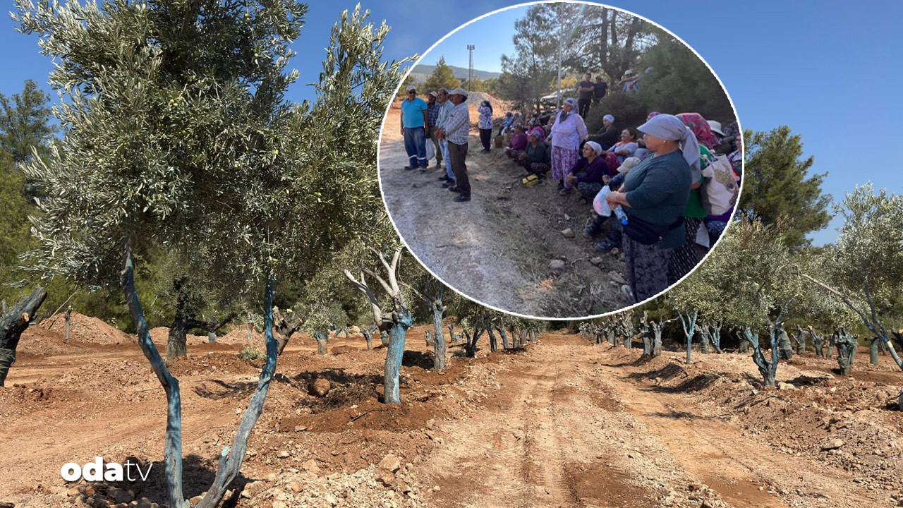 zeytinler tasiniyor koylulerden can suyu TgN1uStR