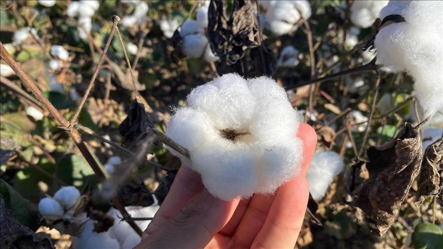 antalyanin pamugu kalitesiyle one cikiyor ipnQFGPN.jpg