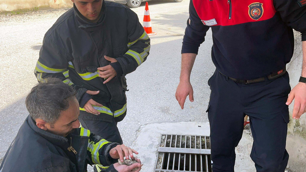 Hatay’da Mazgala Düşen Civciv, İtfaiye Ekipleri Tarafından Kurtarıldı