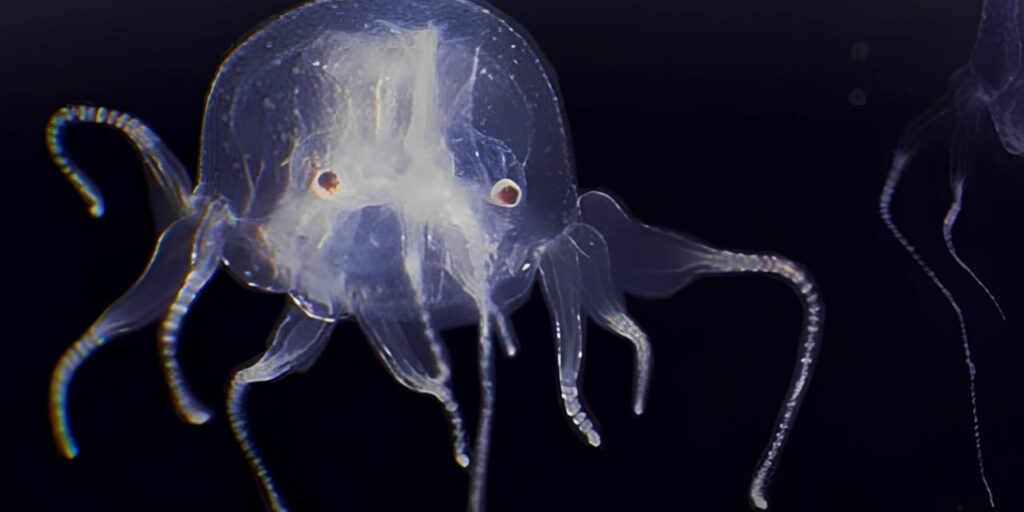 sade-15-santimetre-boyunda-24-gozu-var-beyni-yok-HG59Bh3X