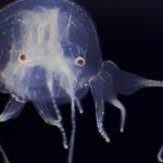 1,5 Santimetrelik Yeni Denizanası Türü: 24 Gözü Var, Beyni Yok