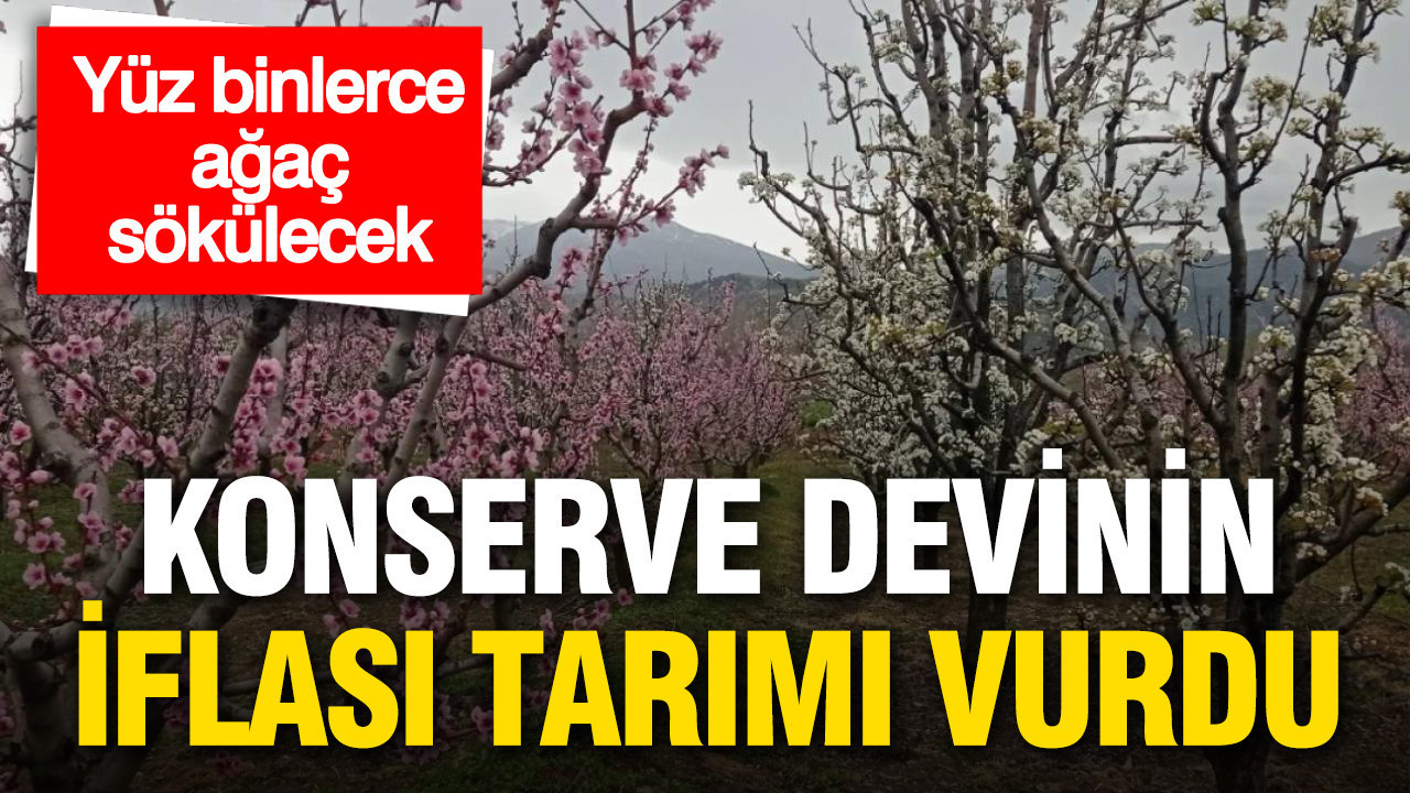 Konserve Devi Del Monte’nin İflası Tarımsal Üretimi Olumsuz Etkiledi: Yüz Binlerce Şeftali Ağacı Sökülecek